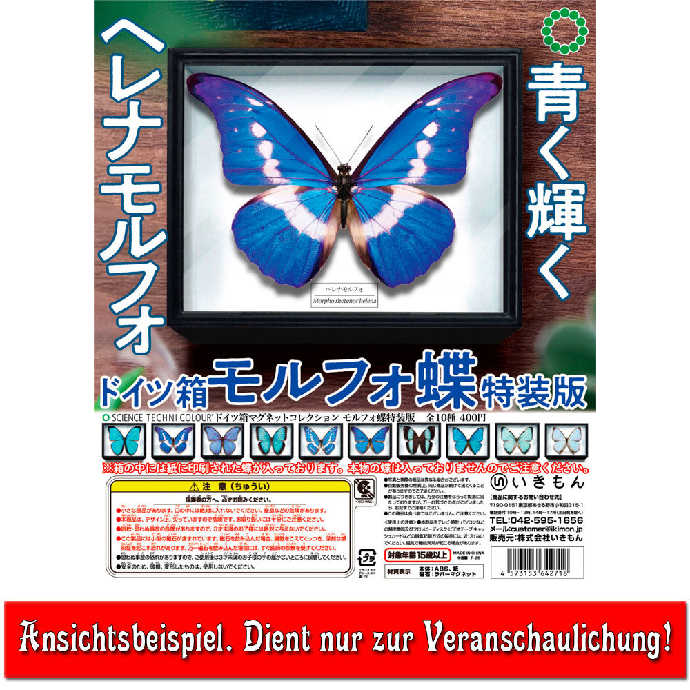 kameco-morpho-sulkowskyi-magnet-falter-special-edition image 2