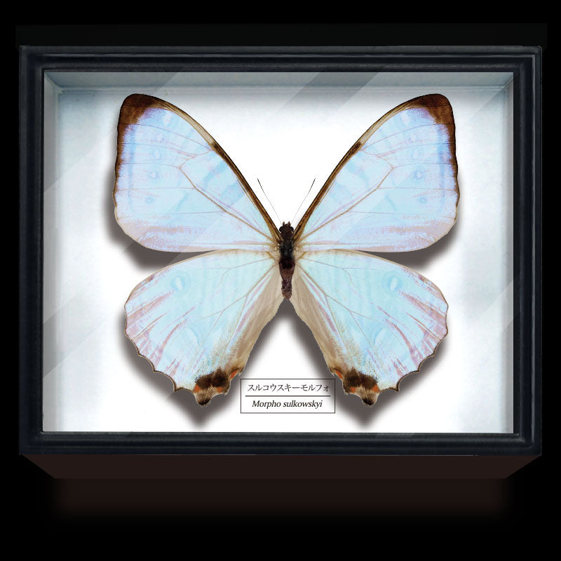 kameco-morpho-sulkowskyi-magnet-falter-special-edition image 1