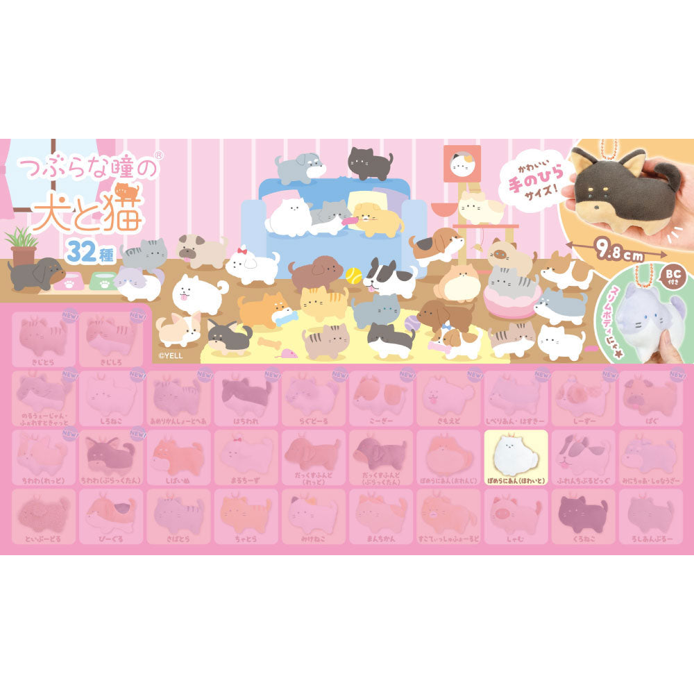 tsuburainuneko-dogs-pomeranian-pl-schanh-nger image 1